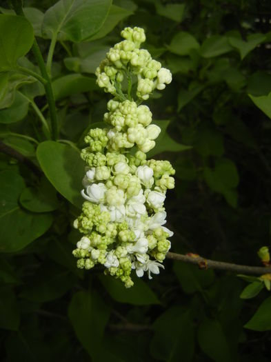 White Lilac Tree (2016, April 08) - Syringa vulgaris White