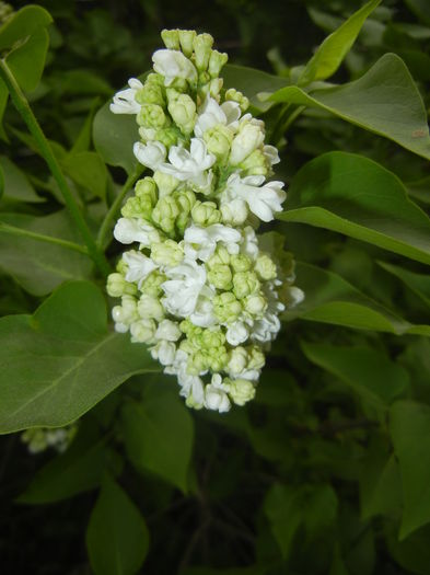 White Lilac Tree (2016, April 08) - Syringa vulgaris White
