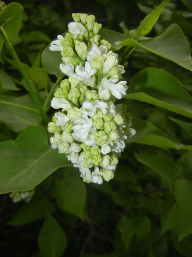 White Lilac Tree (2016, April 08)