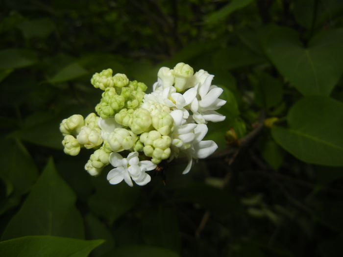 White Lilac Tree (2016, April 08) - Syringa vulgaris White