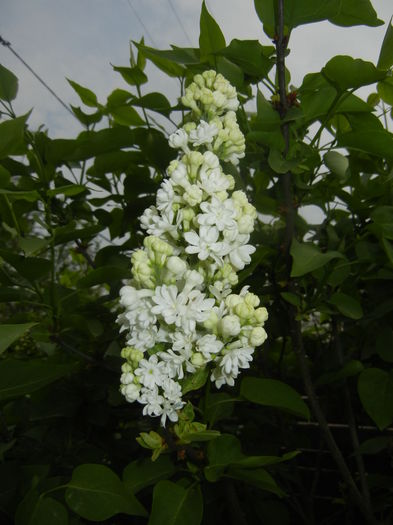 White Lilac Tree (2016, April 10)