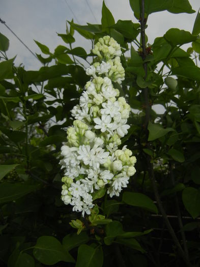 White Lilac Tree (2016, April 10) - Syringa vulgaris White