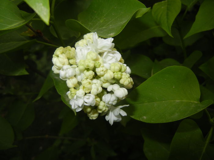 White Lilac Tree (2016, April 10)