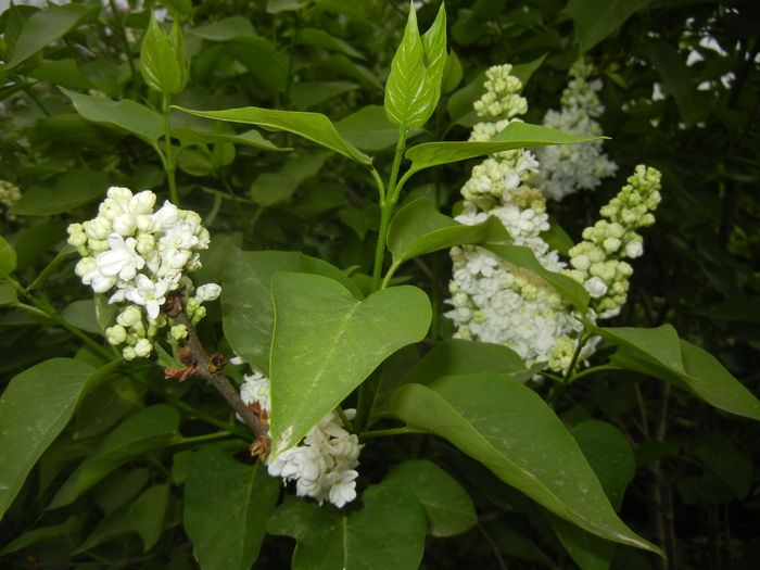 White Lilac Tree (2016, April 10) - Syringa vulgaris White