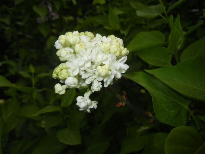 White Lilac Tree (2016, April 10)