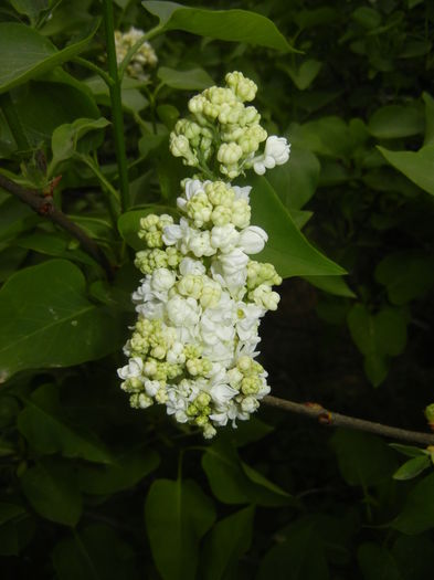 White Lilac Tree (2016, April 10)