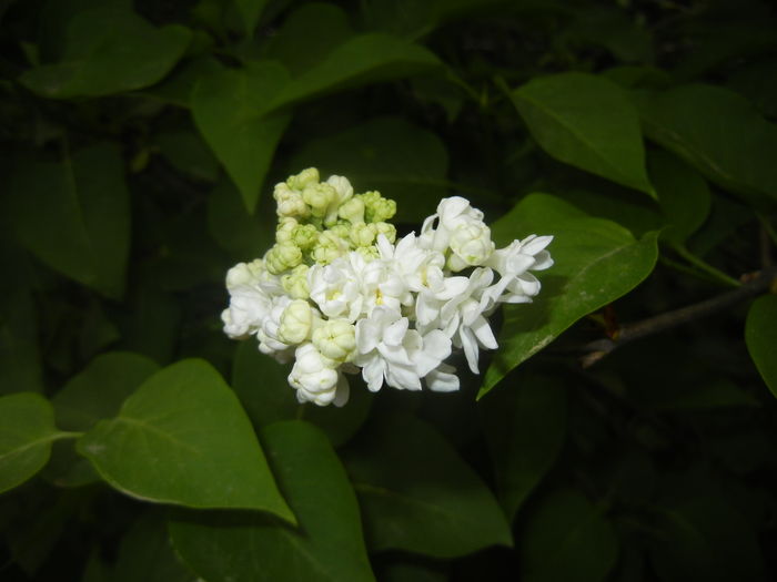 White Lilac Tree (2016, April 10) - Syringa vulgaris White
