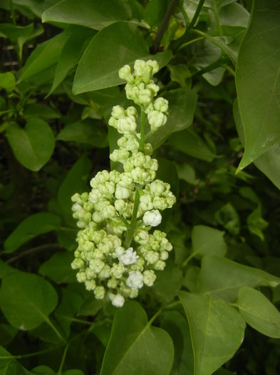 White Lilac Tree (2016, April 10) - Syringa vulgaris White