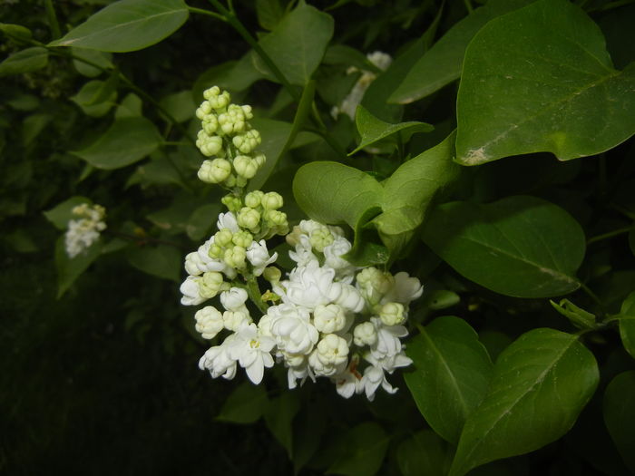 White Lilac Tree (2016, April 10) - Syringa vulgaris White