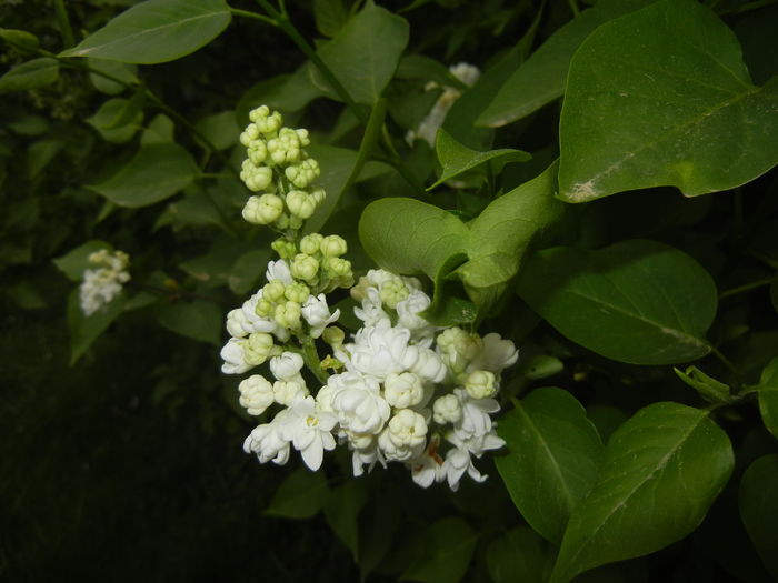 White Lilac Tree (2016, April 10)