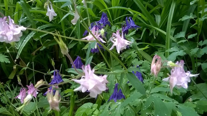 WP_20160425_16_15_43_Pro - Caldaruse