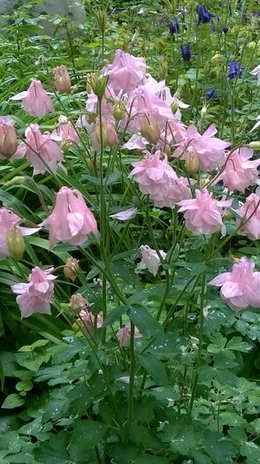 WP_20160425_16_16_01_Pro - Caldaruse