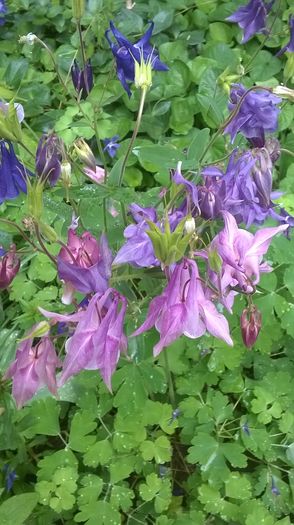 WP_20160425_16_19_38_Pro