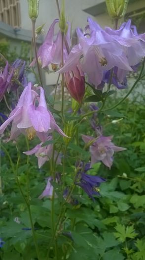 WP_20160427_09_22_26_Pro