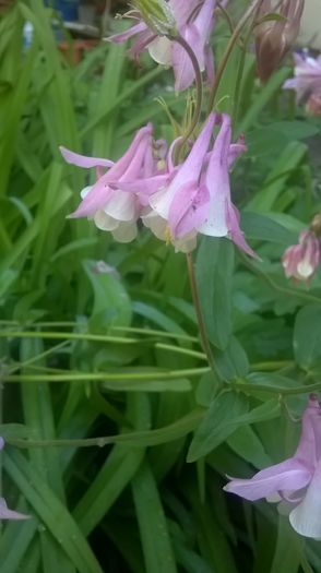 WP_20160427_09_30_29_Pro