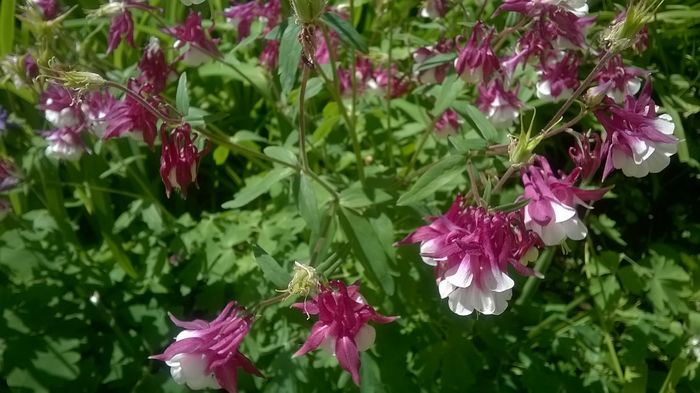 WP_20160427_14_57_05_Pro