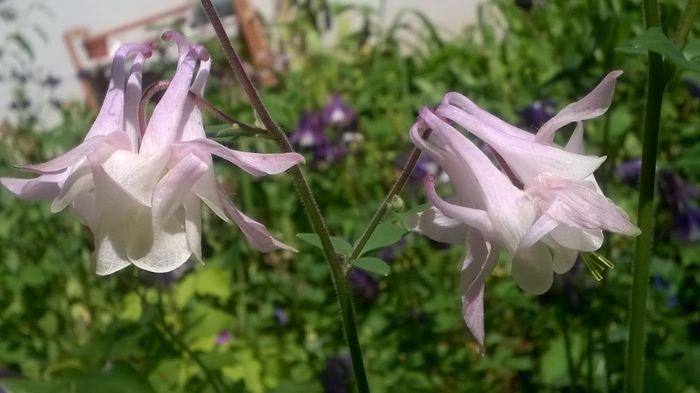 WP_20160427_15_02_42_Pro