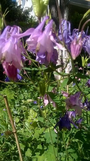 WP_20160427_15_03_18_Pro