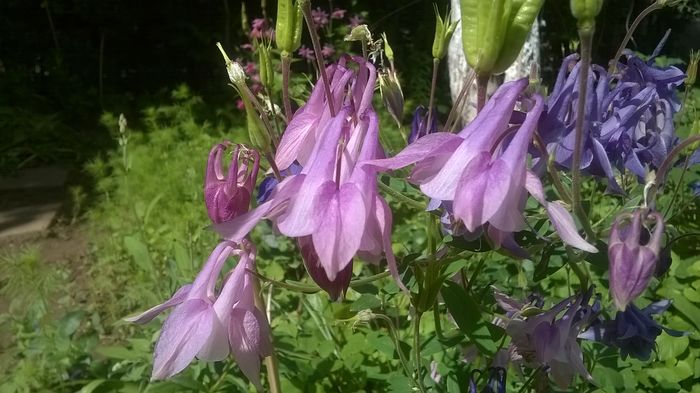 WP_20160427_15_03_26_Pro