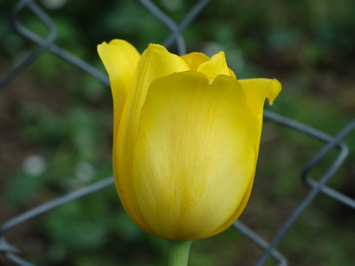 DSC06260 - In gradina 2016