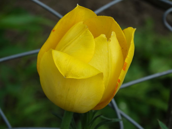 DSC06261 - In gradina 2016