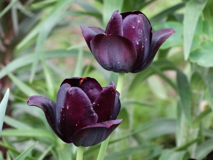 DSC06265 - In gradina 2016