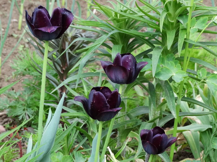 DSC06264 - In gradina 2016