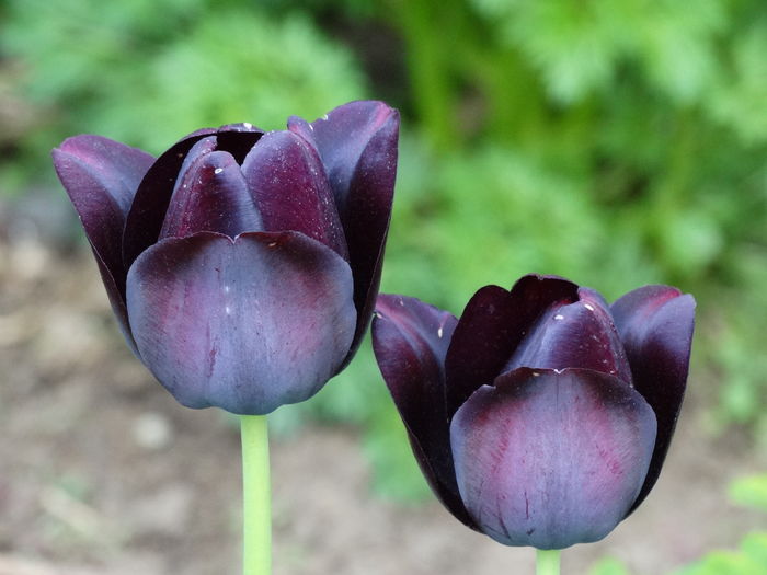 DSC06263 - In gradina 2016