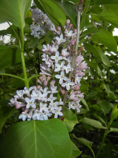 Syringa vulgaris_Lilac (2016, April 08)