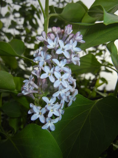 Syringa vulgaris_Lilac (2016, April 08) - Syringa vulgaris Lilac