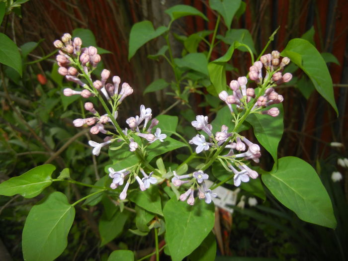Syringa vulgaris_Lilac (2016, April 09) - Syringa vulgaris Lilac