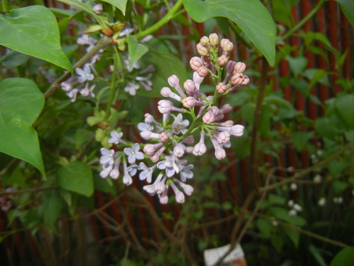 Syringa vulgaris_Lilac (2016, April 09) - Syringa vulgaris Lilac