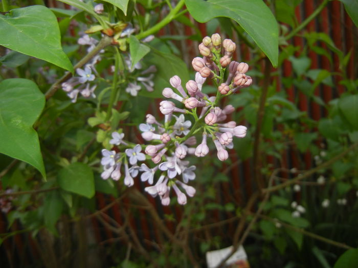 Syringa vulgaris_Lilac (2016, April 09)