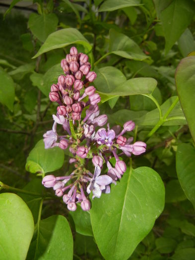 Lilac Ruhm von Horstenstein (`16,Apr.10)