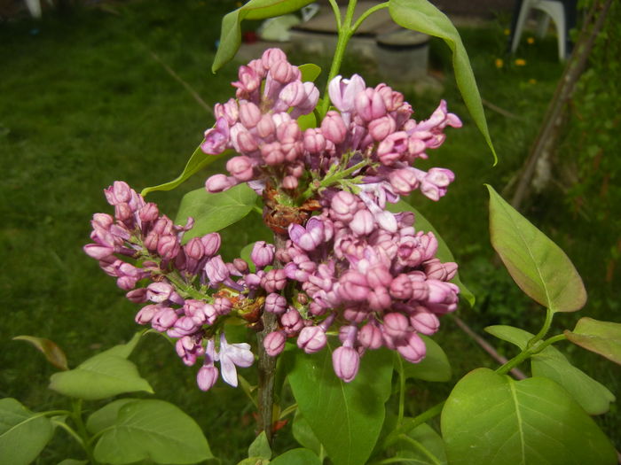 Lilac Ruhm von Horstenstein (`16,Apr.10)