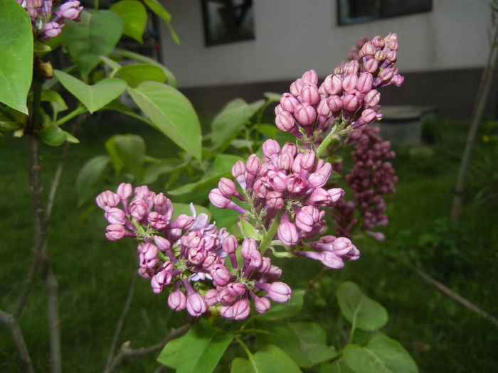 Lilac Ruhm von Horstenstein (`16,Apr.10)