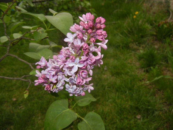 Lilac Ruhm von Horstenstein (`16,Apr.10)