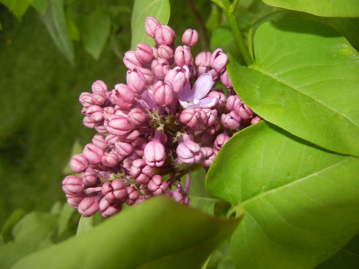 Lilac Ruhm von Horstenstein (`16,Apr.10)