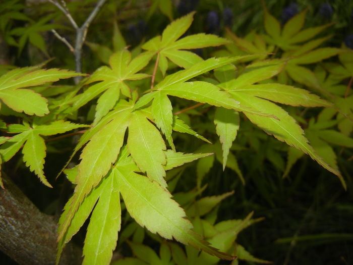 Acer palmatum Katsura (2016, April 09)