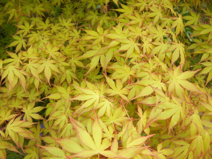 Acer palmatum Katsura (2016, April 10)