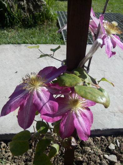 Assao-20 aprilie - clematis  2016