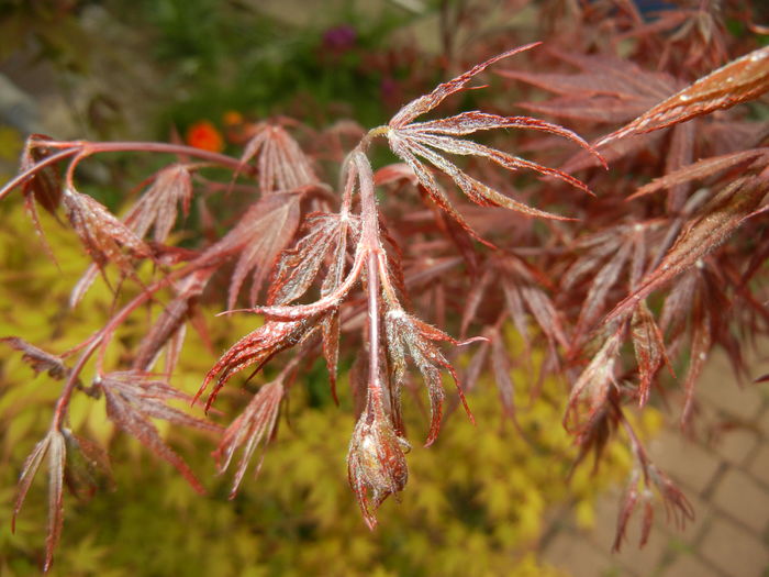 Acer palmatum Bloodgood (2016, Apr.10)