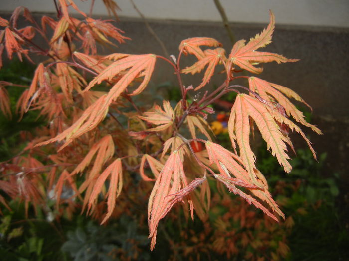 Acer palmatum Ariadne (2016, April 10)