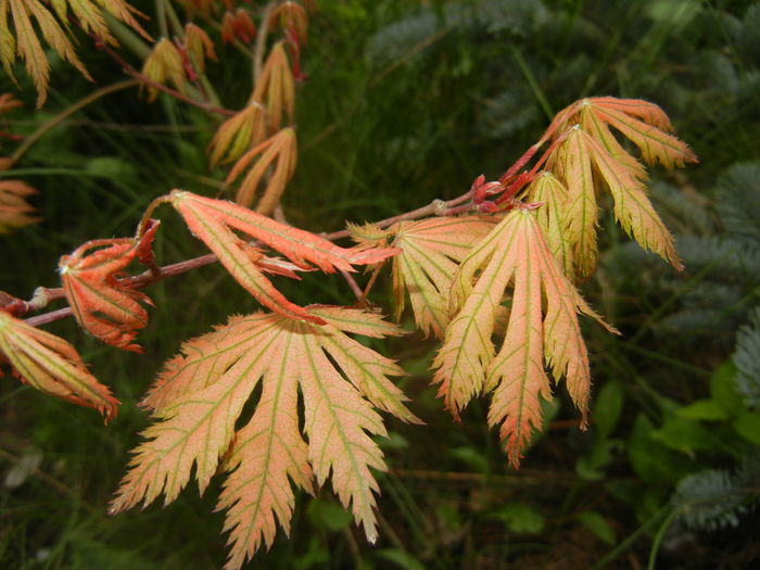 Acer palmatum Ariadne (2016, April 10)