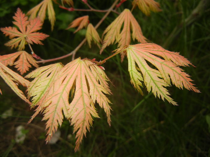 Acer palmatum Ariadne (2016, April 10)