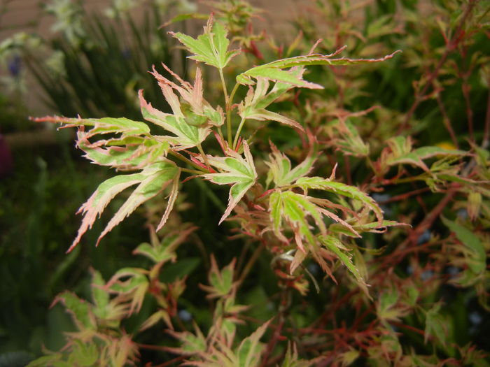 Acer palmatum Butterfly (2016, April 10) Acer palmatum Butterfly (2016, April 10)