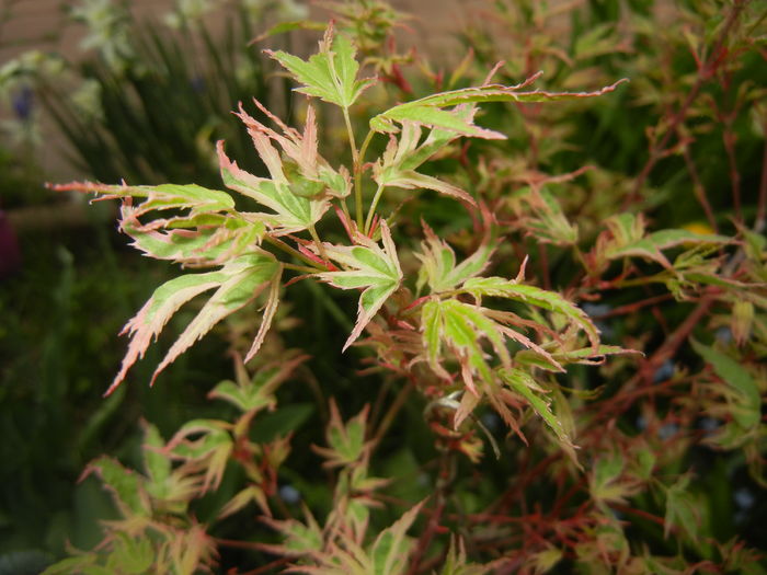 Acer palmatum Butterfly (2016, April 10) - Acer palmatum Butterfly