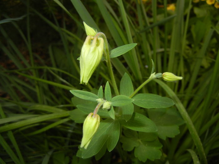 Aquilegia_Columbine (2016, April 09) - AQUILEGIA_Columbine