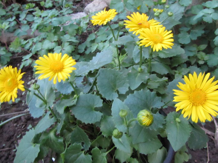 Iarba ciutei - doronicum