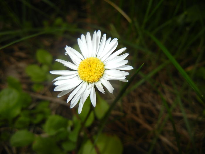 Bellis perennis (2016, April 08)